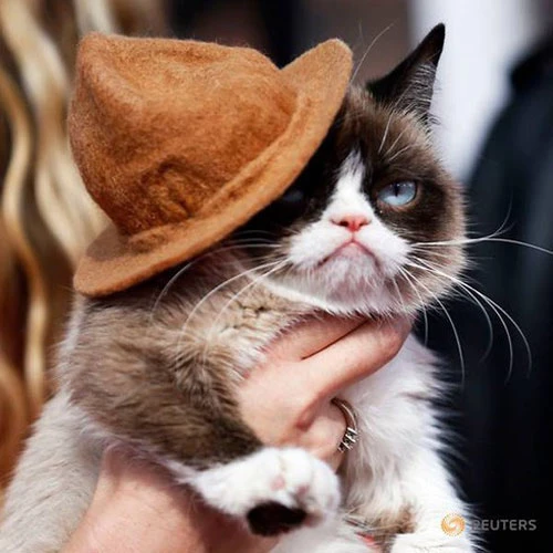 Chú mèo gắt gỏng đến lễ trao giải MTV Movie 2014 ở Los Angeles, California ngày 13/4/2014.