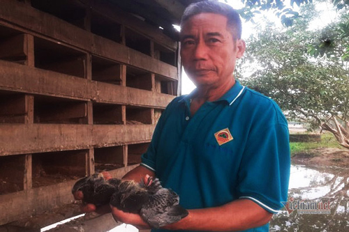 Hà Tĩnh: Lão nông hai bàn tay trắng nuôi chim làm giàu