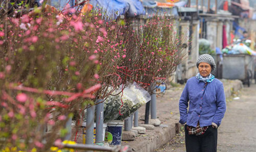 Đào Nhật Tân nở sớm, nhiều tuyến phố Hà Nội ngập tràn sắc xuân