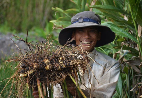 Mô hình trồng riềng thu hàng trăm triệu mỗi năm.