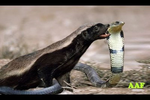 Cực sốc với cách săn mồi siêu bá đạo của động vật