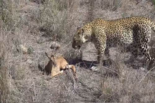 Báo đốm nuôi linh dương non như thú cưng