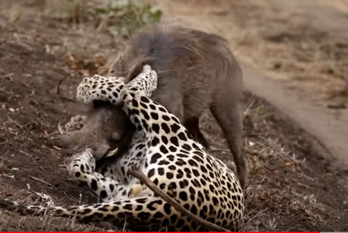 CLIP: Báo hoa mai tung đòn chí mạng, hạ gục lợn bướu