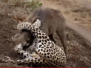 CLIP: Báo hoa mai tung đòn chí mạng, hạ gục lợn bướu