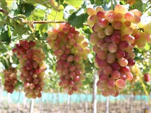 Ninh Thuận: Trồng nho 3 màu, cứ 1 sào hái 1 tấn trái, bán 100 ngàn đồng/ký