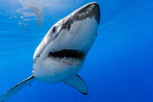 Ảnh hiếm chụp "hung thần" biển cả cực ấn tượng