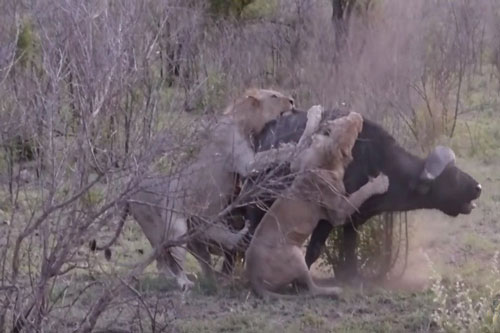 Kinh hoàng cảnh trâu rừng bị cả đàn sư tử xé xác