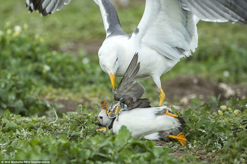 Kịch tính mòng biển cướp mồi trắng trợn của hải âu