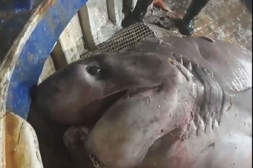 Bắt được cá mập khổng lồ 700kg, dài gần 6m, vội thả về biển