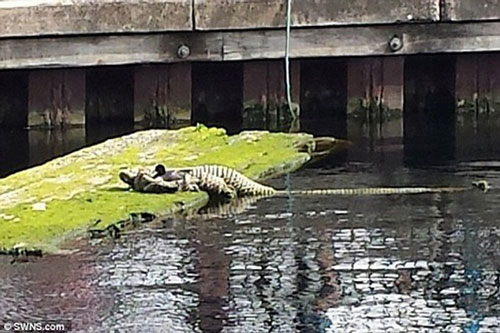 Đứng tim vì nhầm đống dây thừng là cá sấu khổng lồ