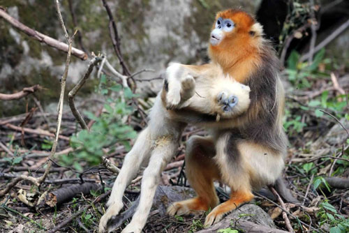 Rơi nước mắt cảnh khỉ mẹ ôm xác con kêu khóc