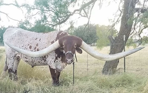 Bò có cặp sừng dài nhất thế giới