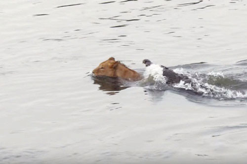 Sư tử chết khiếp khi bị cá sấu tử thần phục kích