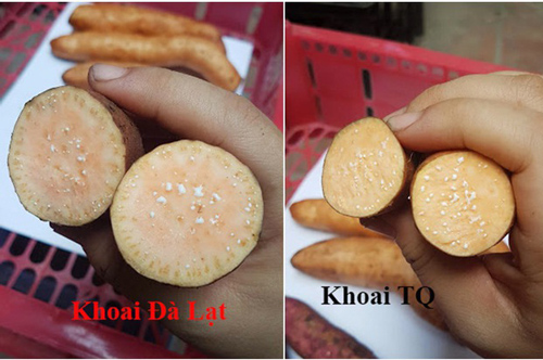 Mùa lạnh ăn khoai lang mật nướng là hết sảy, nhưng chị em đã biết phân biệt khoai Trung Quốc "đội lốt" Đà Lạt để khỏi mua nhầm chưa?