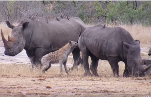 CLIP: Đàn linh cẩu liều mạng tấn công tê giác và cái kết