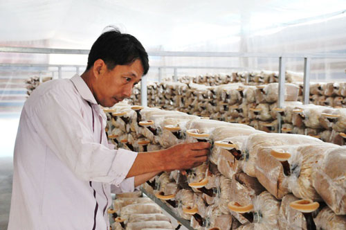 Cây cảnh lạ ở An Giang: Nấm linh chi chậu trưng 8 tháng mới héo