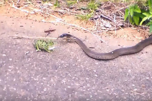 Tắc kè đánh nhau sống còn với rắn mamba đen cực độc