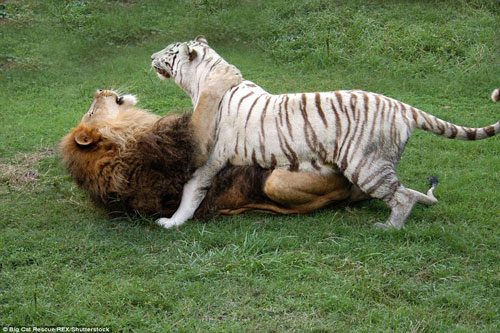 Sự thân mật hiếm có giữa hổ trắng quý hiếm và sư tử