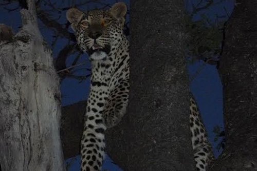 Cảnh lẩn trốn khỏi đàn sư tử khát máu của báo đốm