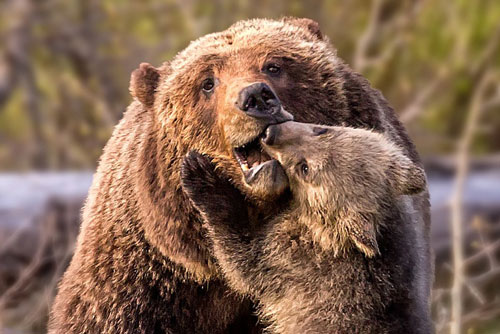 Ảnh: Gấu con tặng mẹ cả "cơn mưa nụ hôn" cực yêu