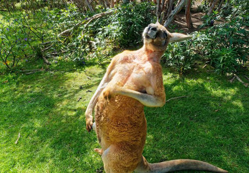 Kangaroo hung hăng đuổi giết bà lão, gây thương tích nặng