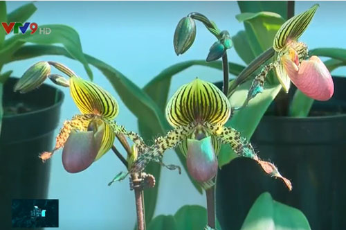 Nhiều giống lan độc lạ tại Festival Hoa Đà Lạt 2019