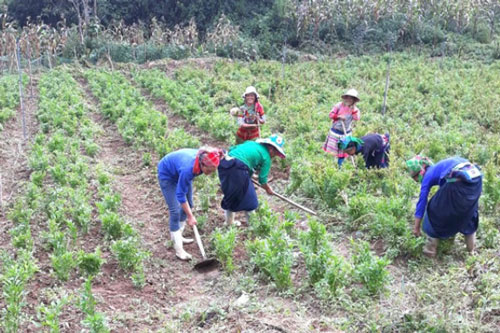 Hà Giang: HTX, THT đóng vai trò quan trọng trong đời sống kinh tế của người dân