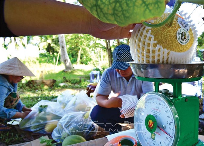 dat ca mau cu noi nhiem man, nhung trong dua luoi trai to the nay hinh anh 5