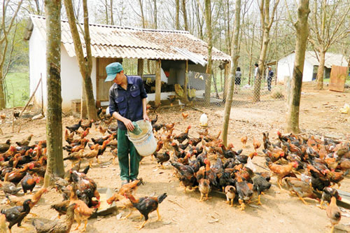 Mô hình nuôi gà Cùa theo chuỗi ở Quảng Trị trong chương trình OCOP