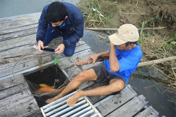 nuoi "quoc ngu" nhat ban o song tra khuc, lon nhanh hon ca tram hinh anh 2