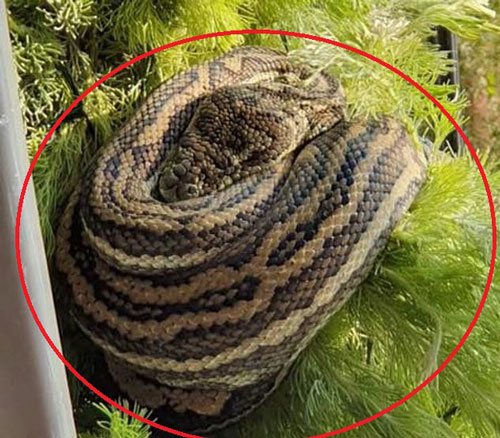 Mải quay video chim, đứng sát cây thông Noel có trăn dài 3m mà không biết