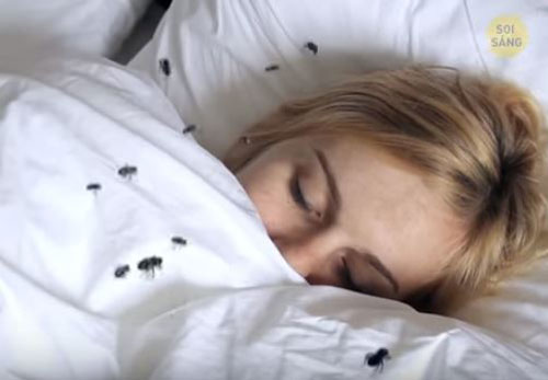 CLIP: Tại sao ruồi bị thu hút bởi khuôn mặt của bạn?