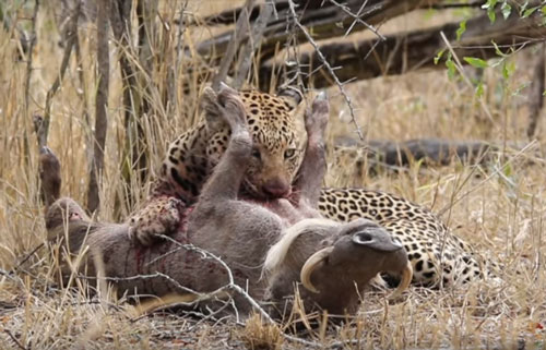 CLIP: Vừa săn được lợn bướu, báo hoa mai đã phải vội vàng bỏ chạy 