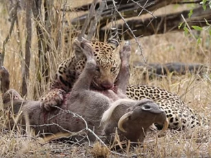 CLIP: Vừa săn được lợn bướu, báo hoa mai đã phải vội vàng bỏ chạy