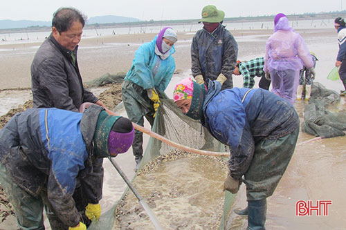 Ông Nguyễn Văn Việt cùng công nhân thu hoạch ngao