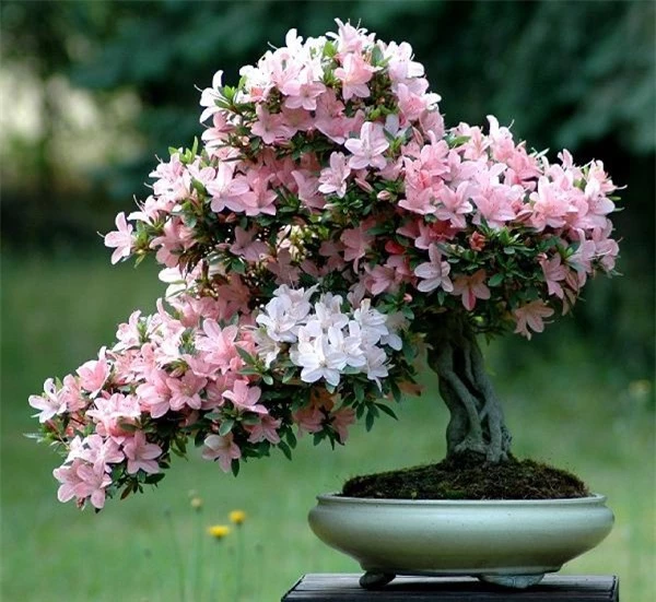 10 loai hoa phong thuy cuc “chuan” nen chon dip Tet-Hinh-10