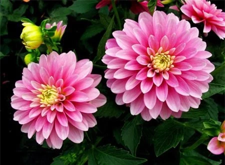 10 loai hoa phong thuy cuc “chuan” nen chon dip Tet-Hinh-6