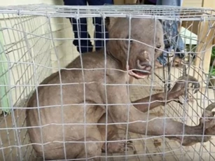 Sinh vật lạ 'ngoài hành tinh' ở Malaysia bị người dân đuổi đánh