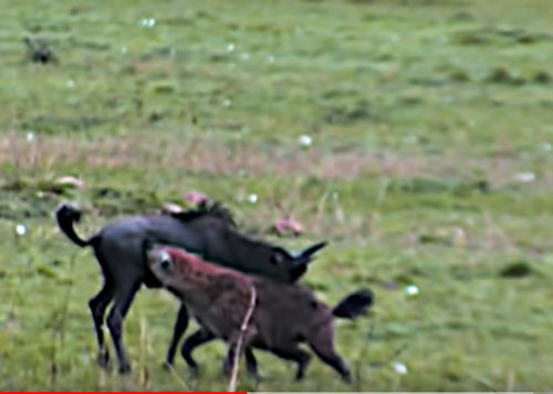 CLIP: Linh dương tử chiến linh cẩu giành sự sống và cái kết