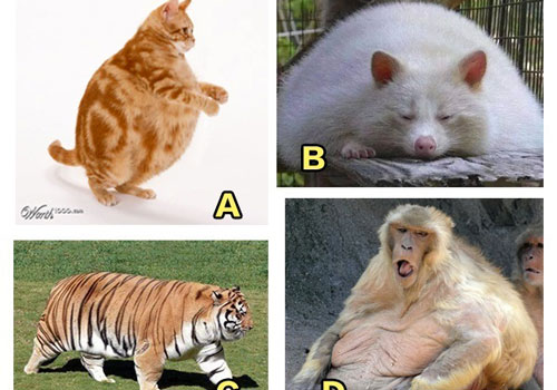 Trắc nghiệm: Bạn cần yếu tố nào để đạt được vận may tiền bạc?