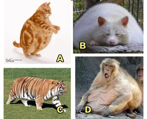 Con vật nào sẽ được bạn chọn?