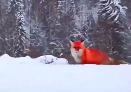 Cáo đỏ đẹp như 'hồ ly tinh' xuất hiện, dư luận 'bàng hoàng'