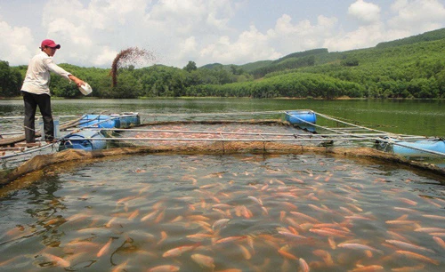 Chàng thanh niên Trần Công Bảo có cuộc sống khá giả hơn nhờ biết tận dụng mặt nước hồ để nuôi cá điêu hồng.