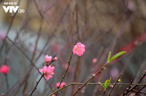 Đào Nhật Tân xuống phố đón Tết Dương lịch