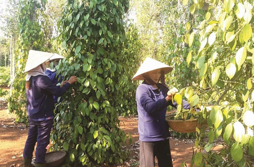 CPTPP và EVFTA có là "cứu cánh" xuất khẩu hồ tiêu