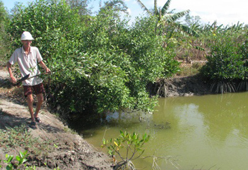ĐBSCL: Hiệu quả cao từ nuôi tôm bằng… cây mắm
