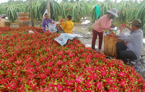 Xuất khẩu nông sản sang Trung Quốc: Xóa bỏ tư duy thị trường dễ tính