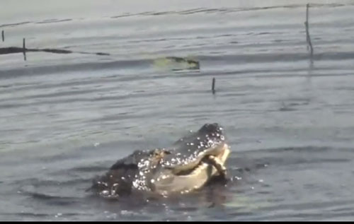 CLIP: Đi lạc vào lãnh thổ cá sấu, rắn khổng lồ nhận 'cái kết đắng'