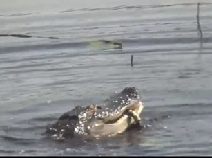 CLIP: Đi lạc vào lãnh thổ cá sấu, rắn khổng lồ nhận 'cái kết đắng'