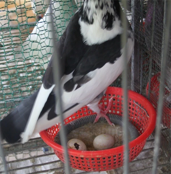Thường con chim cồ hư hỏng hay đạp vỡ trứng, lười chăm sóc chim non sau khi nở